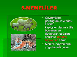 Atlioglu Ilkogretim Okulu Ppt Indir