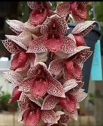 Pin De Tilly Imansantoso En Orquideas Orquideas Dendrobium Flores Exoticas Flores Bonitas