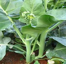 Haiii.semuanya.apa kabar?kembali lagi aku bagiin resep2 masakan.kali ini resep tumis kangkung bawang putih, bahan2nya : Dijual Biji Sayuran Nkl02 Yumei Cina Biji Kailan Biji Kale Buy Kailan Biji Benih Kangkung Sayuran Biji Product On Alibaba Com
