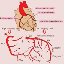 Coronary arteries supply oxygenated blood to the heart muscle, and cardiac veins drain away the blood once it has been deoxygenated. Pin On Cardiovascular System Cardiology Notes
