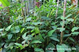 Image result for Marantochloa purpurea