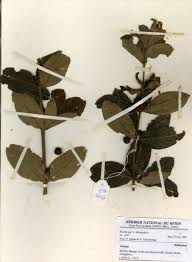 Image result for Fadogia cienkowskii