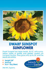 By characteristics or by cultivar name. Dwarf Sunspot Sunflower Seeds Annual Wildflower Seeds