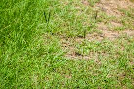 【野菜部屋~草皮種子】矮性百慕達(公主草)種子100公克 , 耐暑性又耐旱 , 極適合高爾夫草坪或墓地維護使用~~ | ç™¾å–œè‰ å·´è¥¿äºžé›€ç¨— A Pao Garden æˆ'çœ‹åˆ°çš„æ¤ç‰©å¤šæ¨£æ€§èˆ‡æ˜†èŸ²åŠå…¶ç´€éŒ„