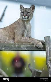 Tabor, Czech Republic. 24th May, 2021. Cougar (Puma concolor) is seen in  the Tabor Zoo, Czech Republic, on May 24, 2021. Credit: Vaclav Pancer/CTK  Photo/Alamy Live News Stock Photo - Alamy