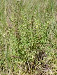 Image result for Endostemon villosus