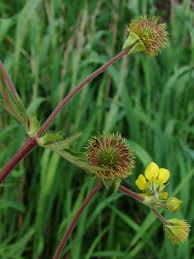 Image result for Eriosema pentaphyllum