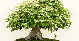 Bonsaiausstellung Im Botanischen Garten Munchen Nymphenburg 2 Botanischer Garten Munchen Garten Munchen Botanischer Garten