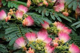 Mimosa Tree Sweet Southern Blue Mimosa Tree Mimosa Flower Mimosa