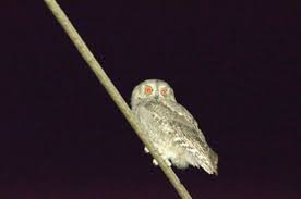 Αρχική » περιβαλλον » πανιδα » γκιωνησ (γκιονησ) ή σκωψ ο κοινοσ (otus scops). Sto 3hromero To 8limmeno Lalhma Toy Gkiwnh Akoygetai Tis Hsyxes Kalokairines Nyxtes Xiromero Press Xiromeropress Gr