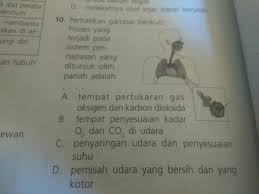 Perbedaan tersebut terjadi karena ada nya perbedaan organ yang digunakan dalam proses bernapas. Tempat Pertukaran Gas Oksigen Dan Karbondioksida Sederet Tempat