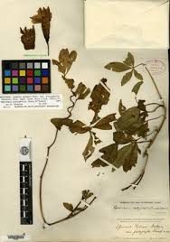 Image result for Merremia pterygocaulos