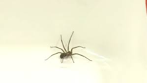Doctors Warn Of Dangerous Spiders Common In Tennessee