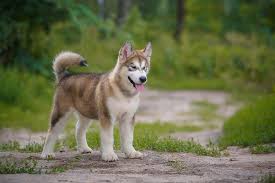 They are similar to other arctic, husky, and spitz breeds such as the greenland dog, canadian eskimo dog, the siberian husky, and the samoyed Alaskan Malamute Haustierratgeber De