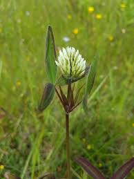 Image result for Trifolium squarrosum