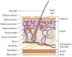 Check spelling or type a new query. Anatomy Of A Plantar Wart Anatomy Drawing Diagram