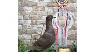 Jenis makanan ini lebih mudah ditemukan dengan harga yang murah. Keistimewaan Burung Merpati Rp 1 Miliar Dari Bandung Diberi Nama Raja Hingga Dikasih Harga Konyol Tribun Jabar