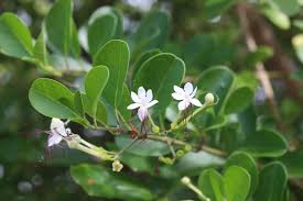 Image result for Volkameria glabra