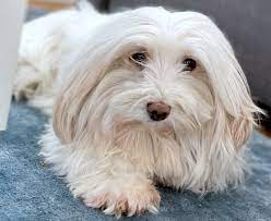 This is because the coton de tulear price is between $2,000 and $3. Unser Neues Familienmitglied Bonnie Coton De Tulear