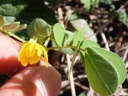 Image result for Senna obtusifolia