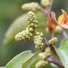 Image result for Combretum schumannii
