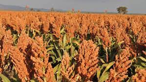 Red Sorghum A Novel Of China Is A Literary Layering Sorghum Novels Literary