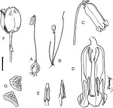 Image result for Litanthus pusillus