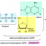 Atp ist jedoch auch die universelle form unmittelbar verfügbarer energie in jeder zelle und gleichzeitig ein wichtiger regulator energieliefernder prozesse. Atp Strukturformel Epigenetik Und Gesundheit