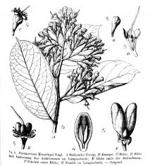 Image result for Maranthes