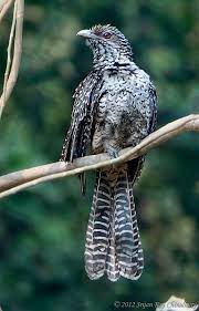 Black Bird With Long Tail India Asian Koel It Is A Large Long Tailed Cuckoo The Male Is Glossy Bluish Black With A Pale Greenish Dark Spots Under Eyes Dark Spots Under Armpits Dark Spots
