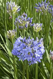 Image result for Agapanthus codii