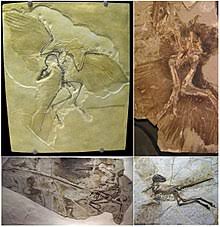 De la wikipedia, enciclopedia liberă. Dinozaur Wikipedia