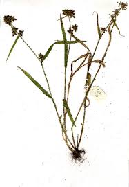 Image result for Fuirena stricta