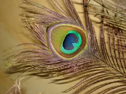 We did not find results for: 1 754 Golden Peacock Photos Free Royalty Free Stock Photos From Dreamstime