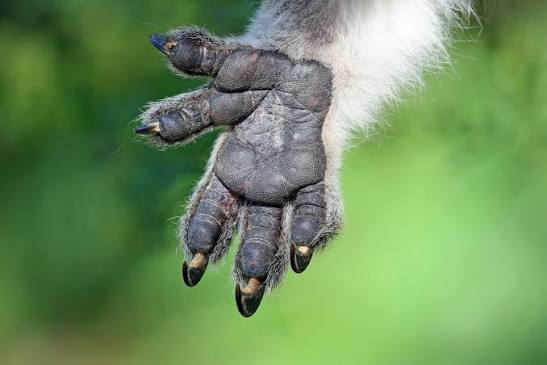 Koalas and human fingerprints are so similar that they have been confused at crime scenes before. #Oops 🐨 📷: m-kojot