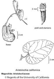 Image result for Aristolochiaceae
