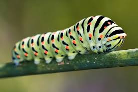 Shop caterpillar shoes, clothing, workwear and accessories. Why Are Caterpillars So Varied Discover Wildlife