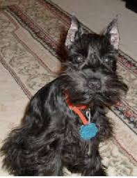 Check spelling or type a new query. Tails And Ears Please Happy Little Schnauzer