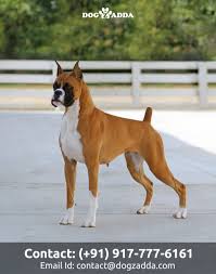 This German Boxer Have Strong Mussel And Powerful Jaws Dogzadda Englishbulldog Intelligent Buypets Petsforsale Petlovers Boxer Dogs Boxer Puppies Dogs