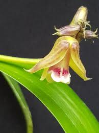 Image result for Polystachya galeata