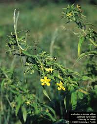 Image result for Ludwigia leptocarpa