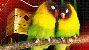 We did not find results for: How To Successfully Pair Lovebirds Together