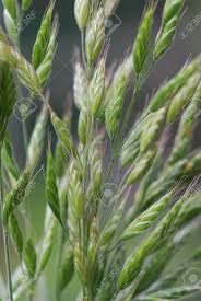 Check spelling or type a new query. Pasture Grass Soft Brome Stock Photo Picture And Royalty Free Image Image 13835842