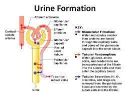 Physiology Of Urine Formation Online Biology Notes Basic Anatomy And Physiology Anatomy And Physiology Textbook Biology Notes