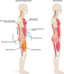 This chart shows the outermost layer, called the superficial layer, of our major muscles. Pin On Back Pain