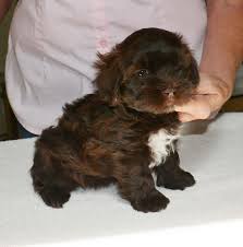 We did not find results for: Picking The Right Puppy From The Litter Color Temperment Havanese Forum