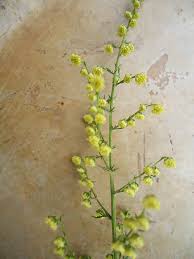 Artemisia Annua En 2020 Plante Cultiver
