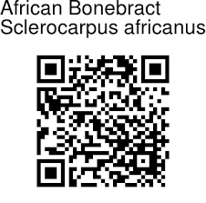 Image result for Sclerocarpus africanus