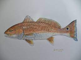Red Drum Painted In Watercolor On Paper Watercolor Fish Fish Painting Painting Subjects