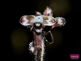 Image result for Hetaeria